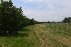 cseresznyenagyker_10