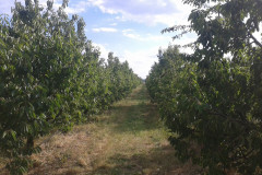 cseresznyenagyker_19
