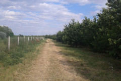 cseresznyenagyker_20