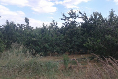cseresznyenagyker_25