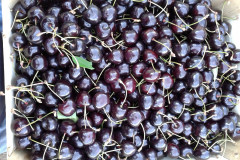 cseresznyenagyker_39