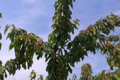 cseresznyenagyker_4