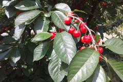 cseresznyenagyker_6